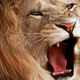 Image for article titled Animals’ Most Amazing Acoustic Feats